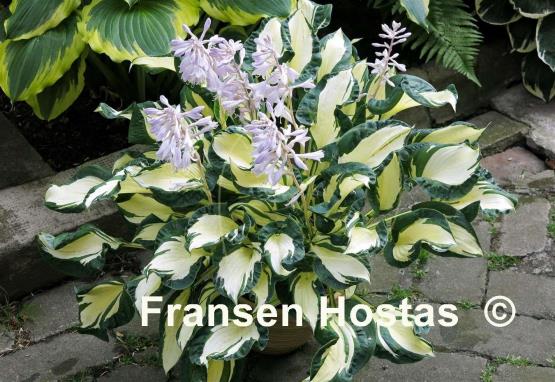 Hosta Dancing in the Rain